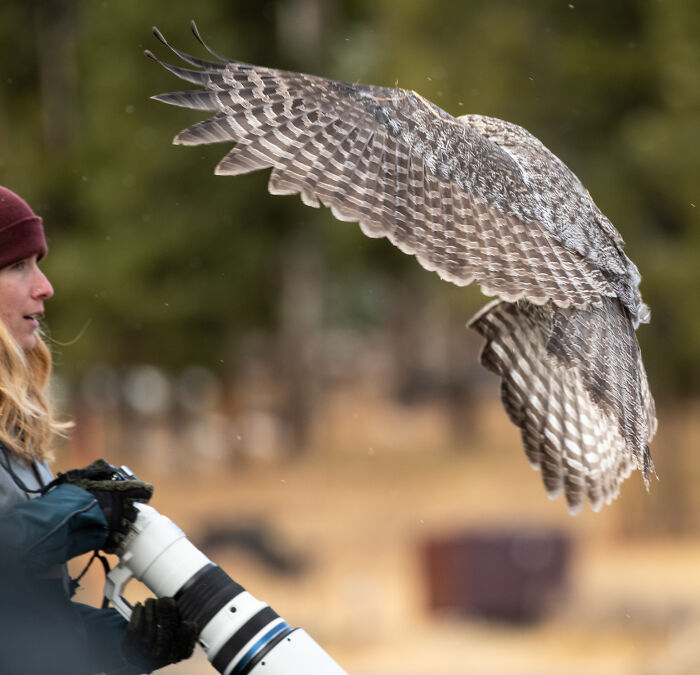 "It Sent Tingles Down My Spine For Hours": Owl Lands On This Photographer&rsquo;s Lens, Ends Up Blending In Perfectly