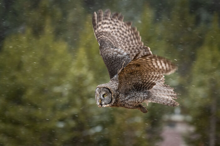 "It Sent Tingles Down My Spine For Hours": Owl Lands On This Photographer’s Lens, Ends Up Blending In Perfectly "It Sent Tingles Down My Spine For Hours": Owl Lands On This Photographer’s Lens, Ends Up Blending In Perfectly
