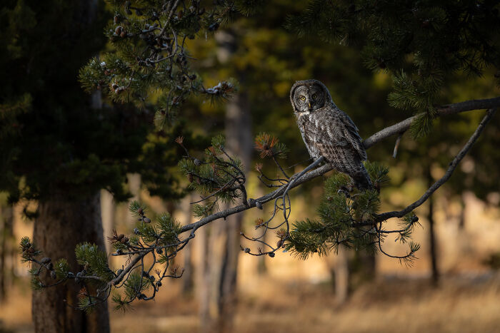 "It Sent Tingles Down My Spine For Hours": Owl Lands On This Photographer’s Lens, Ends Up Blending In Perfectly "It Sent Tingles Down My Spine For Hours": Owl Lands On This Photographer’s Lens, Ends Up Blending In Perfectly
