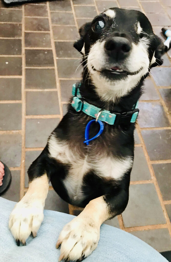 The Bitey Pirate And His Crooked Smile...