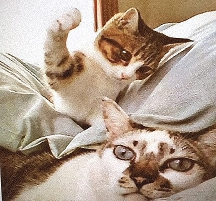 ..and Life As You Know It Will End. This Makes Me Laugh So Hard. I Love That Bratty Look On The Kitten's Face