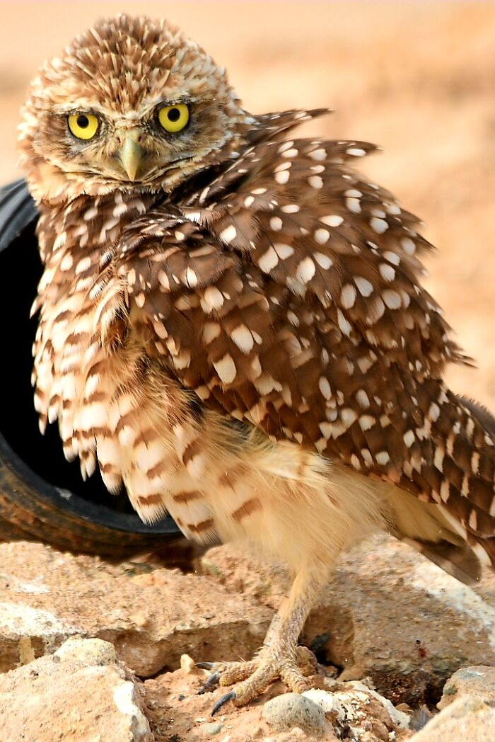 Who Ruffled His Feathers?