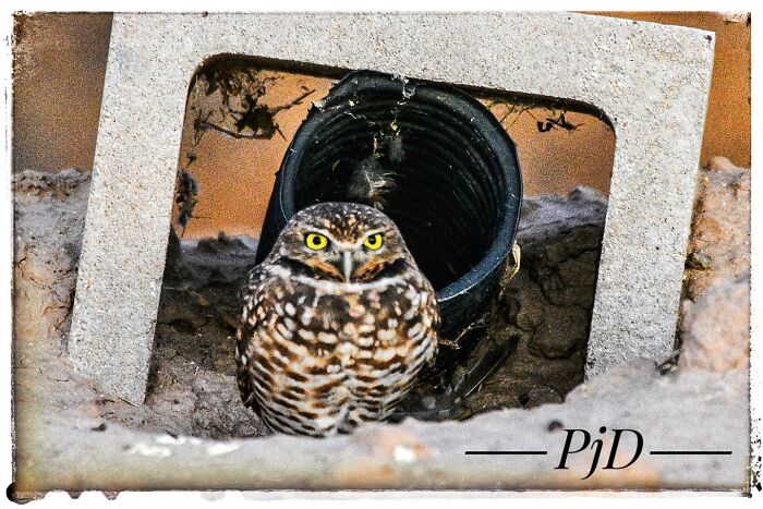 This Little Guy Found A Mansion To Live In