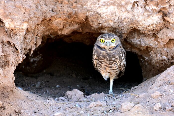 When Your 3rd Cousin Twice Removed Was A Flamingo