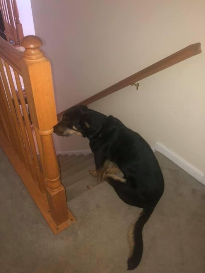 Buskin Is The Goodest Of Boys. When I Am In My Room And The Door Is Closed He Will Sit Just Like A People At The Top Of The Stairs And Wait Patiently!
