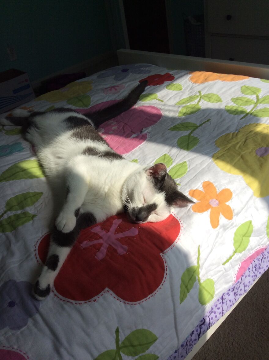 Meet My Cat, Seymour!