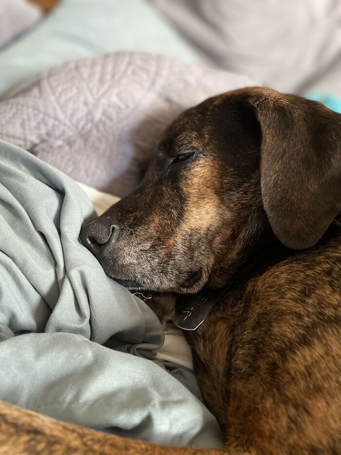 He Isn’t Supposed To Be On The Bed...but What Kind Of Monster Would Kick Him Off( Stewart, Rescue, 6 Yo)