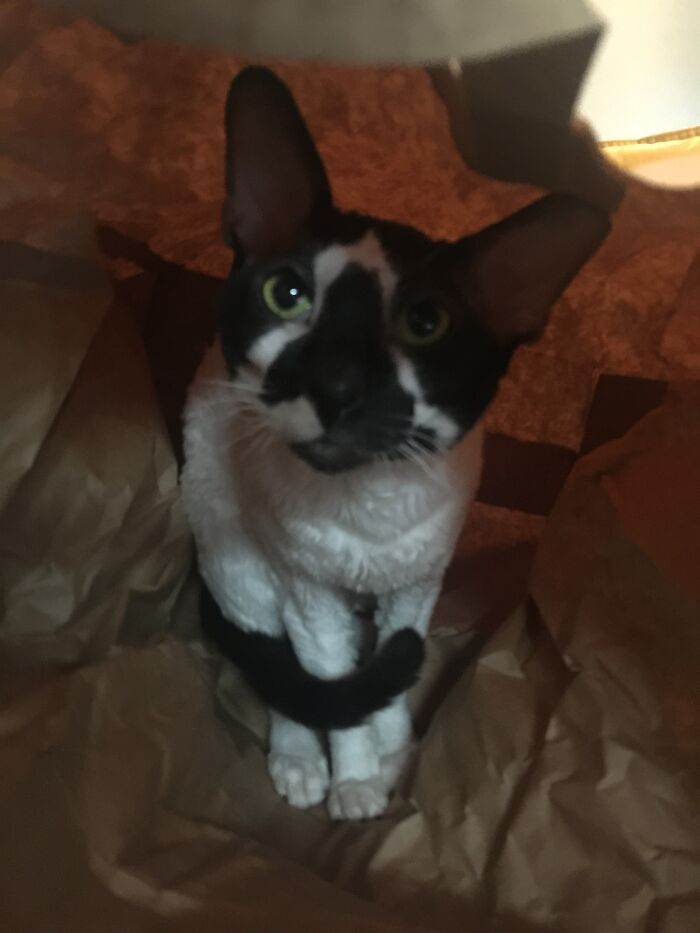 Willy Looooooves Paperbags!