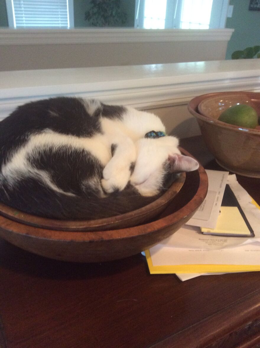 Meet My Cat, Seymour!