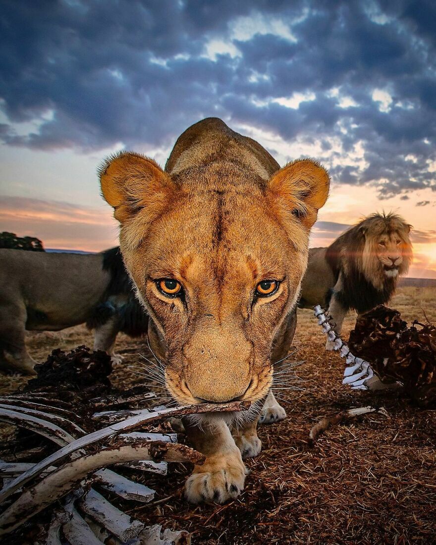 Wildlife-Photography-Lions-Simon-Needham
