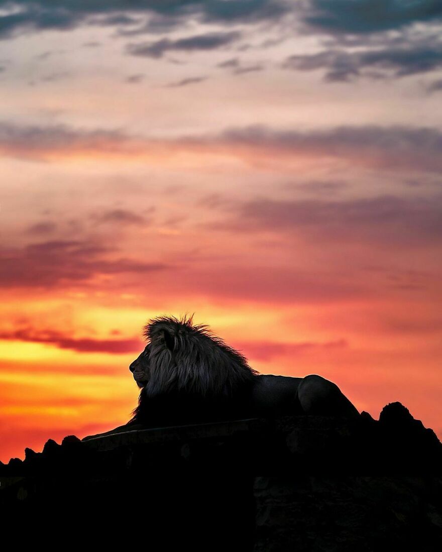 Wildlife-Photography-Lions-Simon-Needham