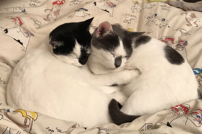 The Twins - Splodge And Pippin