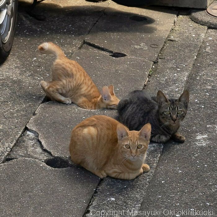 Stray Cats