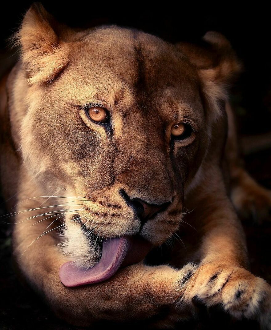 Wildlife-Photography-Lions-Simon-Needham