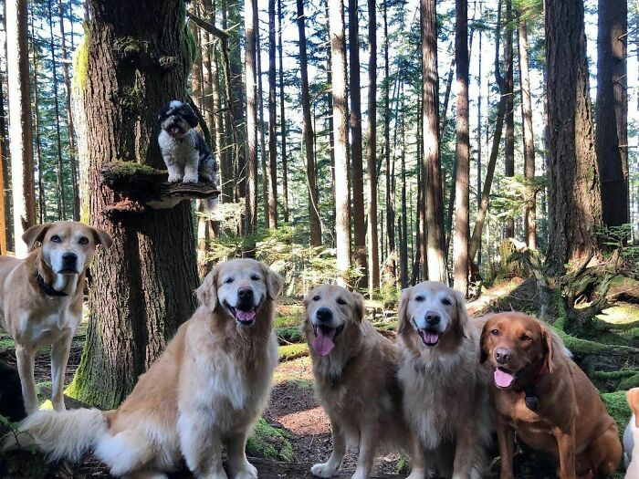 Photos-Dogs-Standing-On-Mushrooms