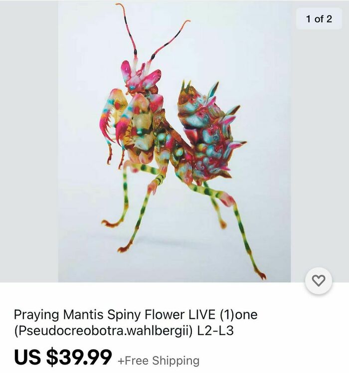 Weird-Ebay-Listings-Ebaybae