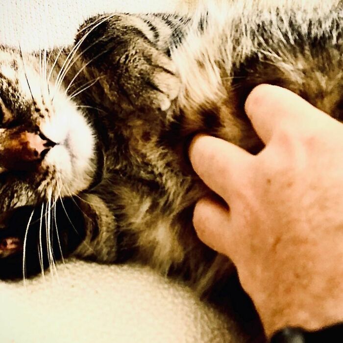 Ricky Gervais Attempts To Foster A Cat But Ends Up Adopting Her And She's Taking Over His Feed Ricky Gervais Attempts To Foster A Cat But Ends Up Adopting Her And She's Taking Over His Feed