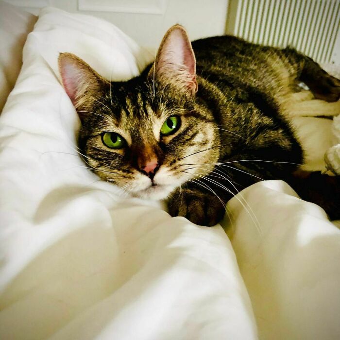 Ricky Gervais Attempts To Foster A Cat But Ends Up Adopting Her And She's Taking Over His Feed Ricky Gervais Attempts To Foster A Cat But Ends Up Adopting Her And She's Taking Over His Feed