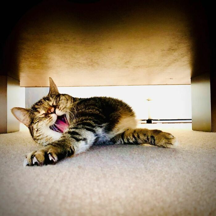 Ricky Gervais Attempts To Foster A Cat But Ends Up Adopting Her And She's Taking Over His Feed