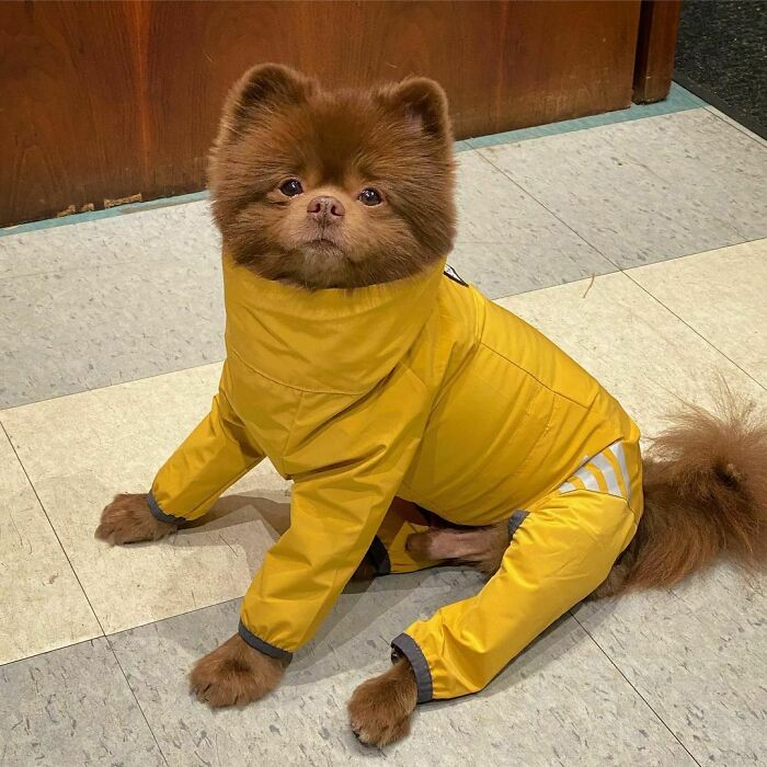 Puppy That Looks Like A Bear Cub Was Abandoned For Being "Too Big To Sell," Finds A Loving Home