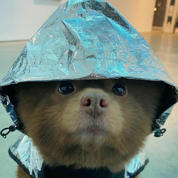 Puppy That Looks Like A Bear Cub Was Abandoned For Being "Too Big To Sell," Finds A Loving Home