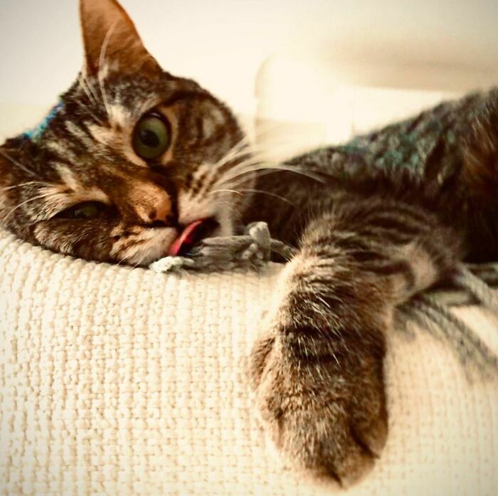 Ricky Gervais Attempts To Foster A Cat But Ends Up Adopting Her And She's Taking Over His Feed Ricky Gervais Attempts To Foster A Cat But Ends Up Adopting Her And She's Taking Over His Feed