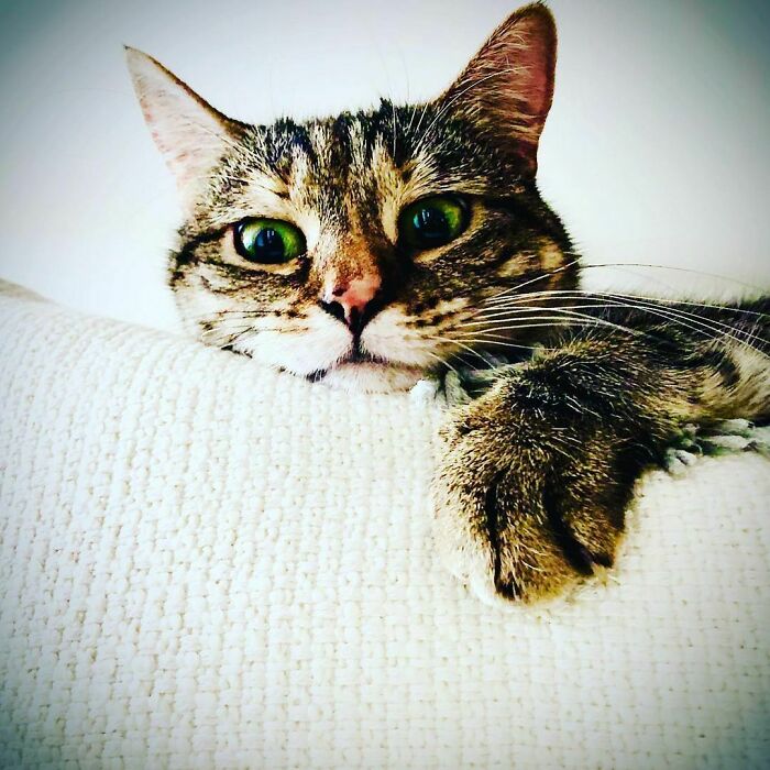 Ricky Gervais Attempts To Foster A Cat But Ends Up Adopting Her And She's Taking Over His Feed Ricky Gervais Attempts To Foster A Cat But Ends Up Adopting Her And She's Taking Over His Feed