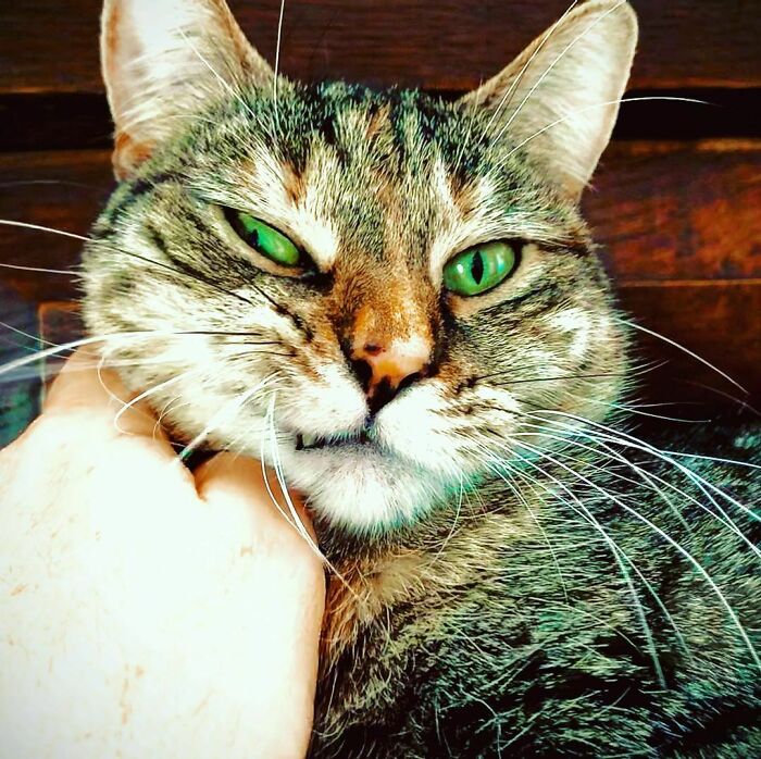 Ricky Gervais Attempts To Foster A Cat But Ends Up Adopting Her And She's Taking Over His Feed