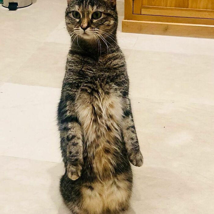 Ricky Gervais Attempts To Foster A Cat But Ends Up Adopting Her And She's Taking Over His Feed Ricky Gervais Attempts To Foster A Cat But Ends Up Adopting Her And She's Taking Over His Feed