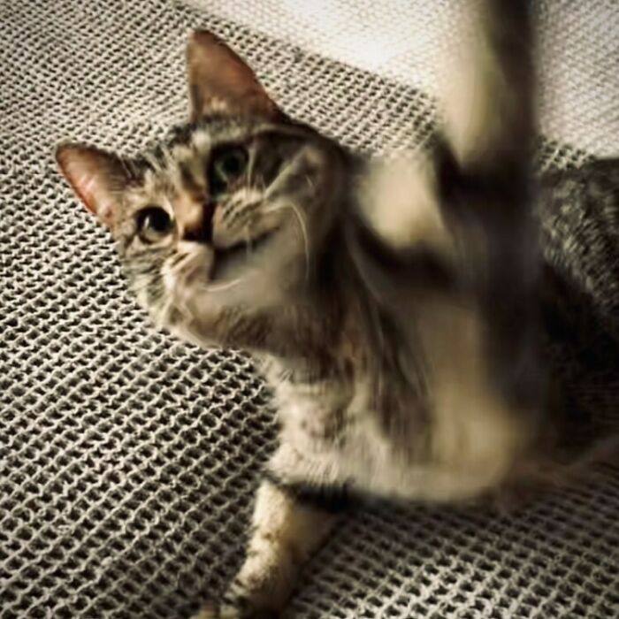 Ricky Gervais Attempts To Foster A Cat But Ends Up Adopting Her And She's Taking Over His Feed