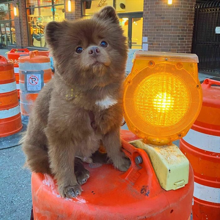 Puppy That Looks Like A Bear Cub Was Abandoned For Being "Too Big To Sell," Finds A Loving Home