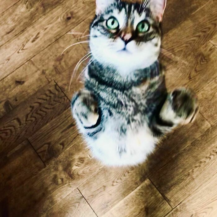 Ricky Gervais Attempts To Foster A Cat But Ends Up Adopting Her And She's Taking Over His Feed Ricky Gervais Attempts To Foster A Cat But Ends Up Adopting Her And She's Taking Over His Feed