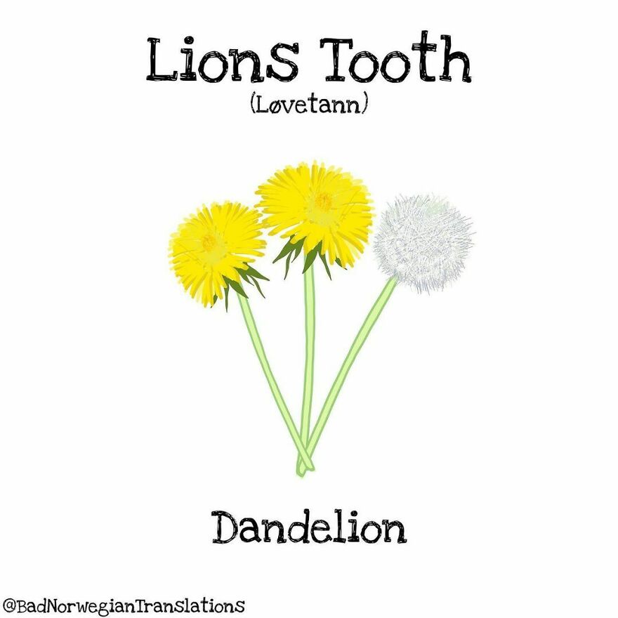 The Simplicity Of The Norwegian Language