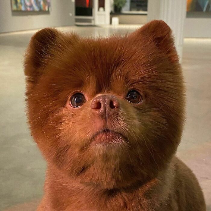 Puppy That Looks Like A Bear Cub Was Abandoned For Being "Too Big To Sell," Finds A Loving Home