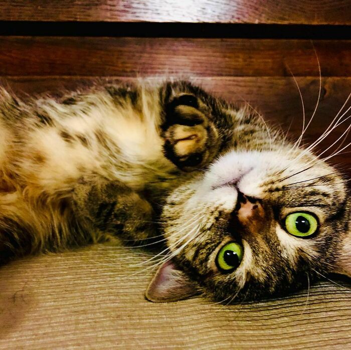 Ricky Gervais Attempts To Foster A Cat But Ends Up Adopting Her And She's Taking Over His Feed