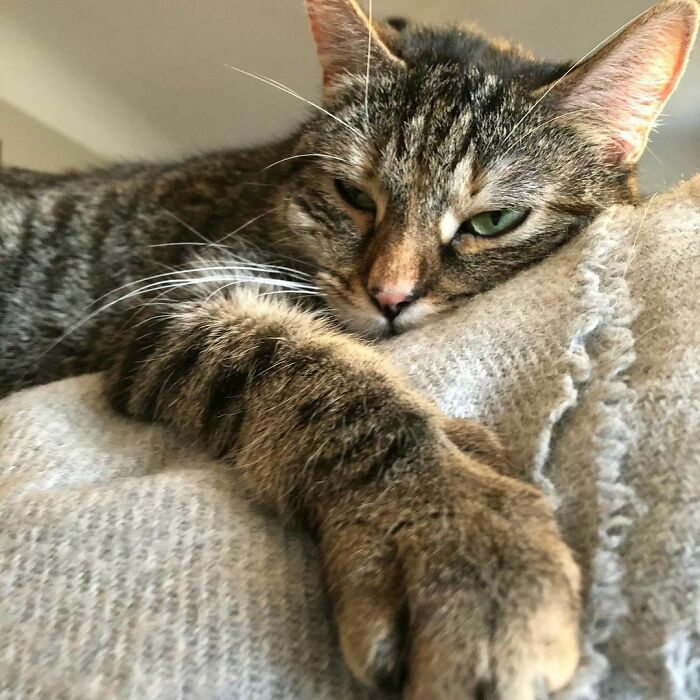 Ricky Gervais Attempts To Foster A Cat But Ends Up Adopting Her And She's Taking Over His Feed Ricky Gervais Attempts To Foster A Cat But Ends Up Adopting Her And She's Taking Over His Feed