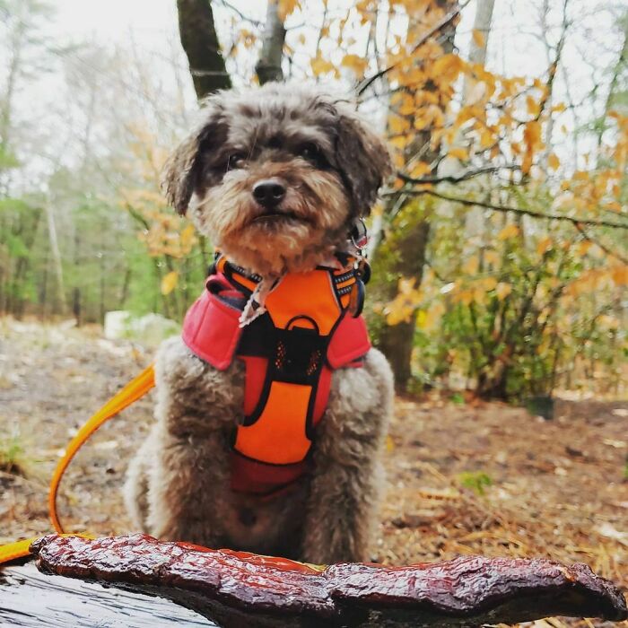 Photos-Dogs-Standing-On-Mushrooms