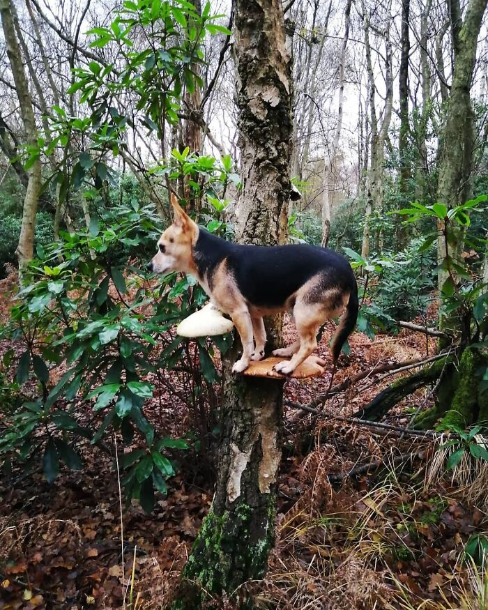 Photos-Dogs-Standing-On-Mushrooms