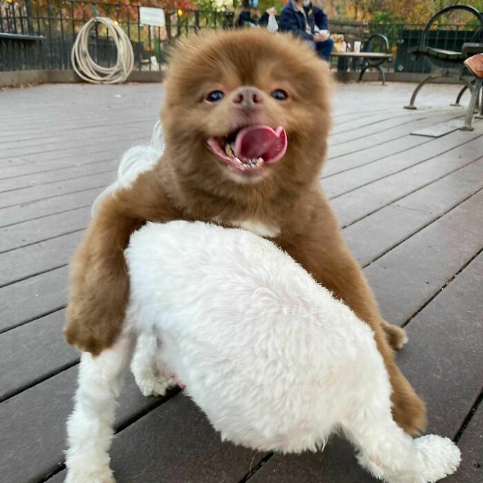 Puppy That Looks Like A Bear Cub Was Abandoned For Being "Too Big To Sell," Finds A Loving Home