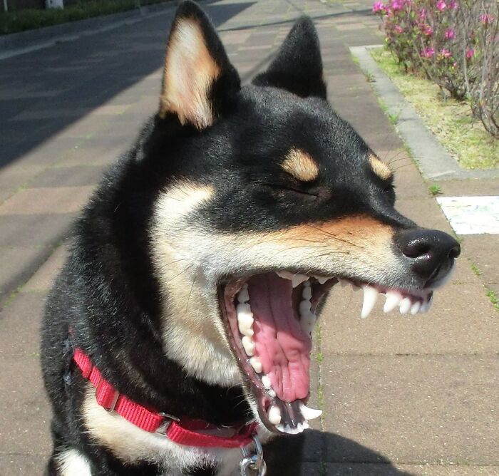 Dog Yawning（￣0￣）