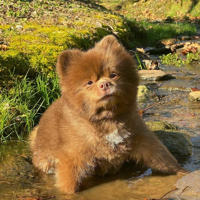 Puppy That Looks Like A Bear Cub Was Abandoned For Being "Too Big To Sell," Finds A Loving Home