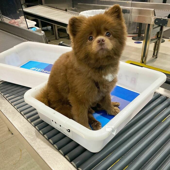 Puppy That Looks Like A Bear Cub Was Abandoned For Being "Too Big To Sell," Finds A Loving Home