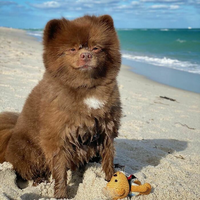 Puppy That Looks Like A Bear Cub Was Abandoned For Being "Too Big To Sell," Finds A Loving Home