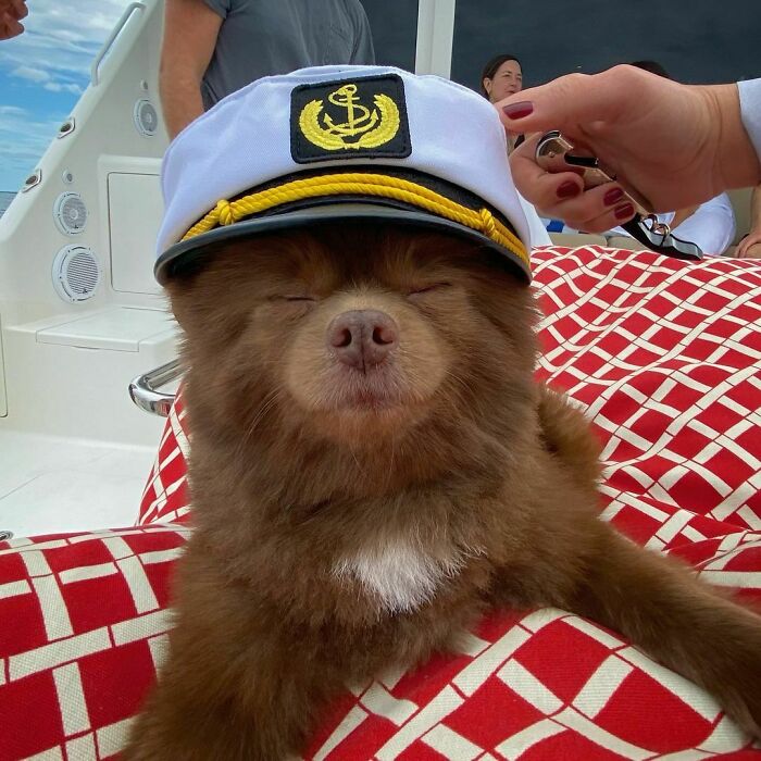 Puppy That Looks Like A Bear Cub Was Abandoned For Being "Too Big To Sell," Finds A Loving Home