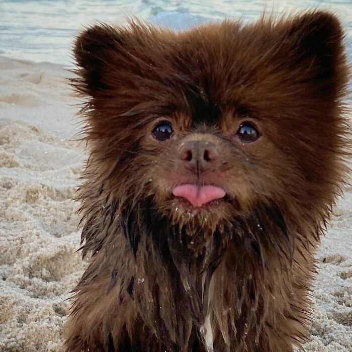 Puppy That Looks Like A Bear Cub Was Abandoned For Being "Too Big To Sell," Finds A Loving Home