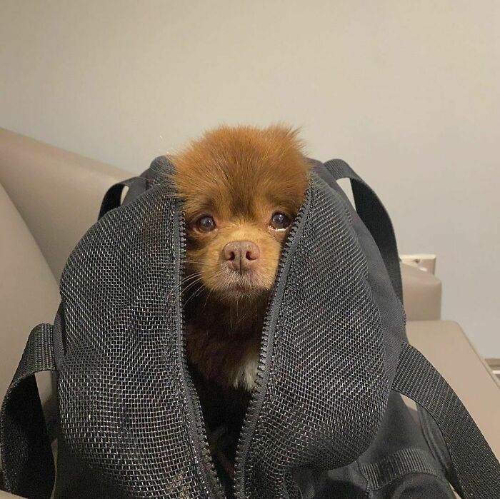 Puppy That Looks Like A Bear Cub Was Abandoned For Being "Too Big To Sell," Finds A Loving Home