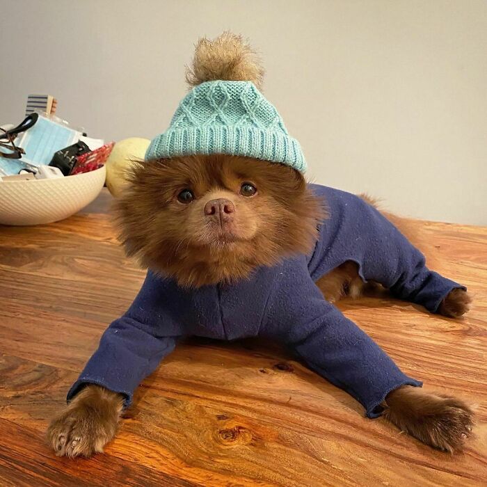 Puppy That Looks Like A Bear Cub Was Abandoned For Being "Too Big To Sell," Finds A Loving Home