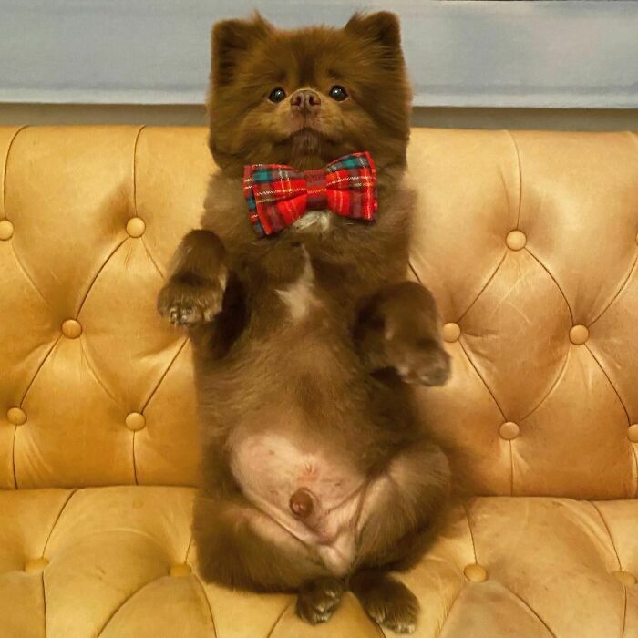 Puppy That Looks Like A Bear Cub Was Abandoned For Being "Too Big To Sell," Finds A Loving Home