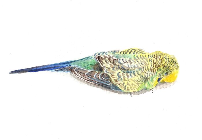 Capri, Just After He Died