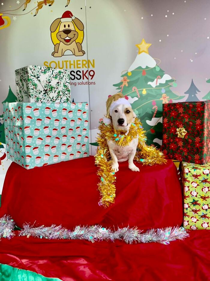 The Doggo That Stole Christmas.